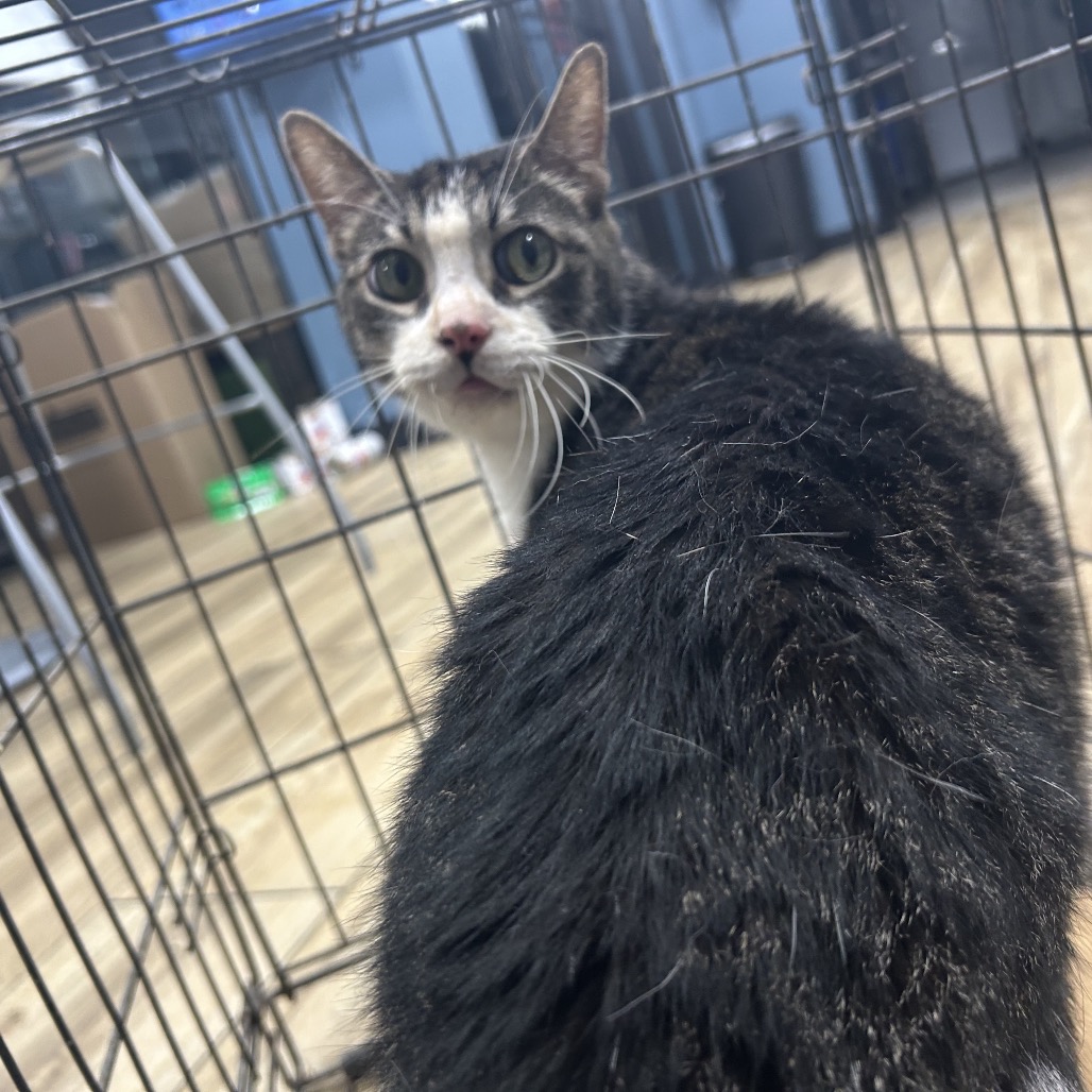 Shelter Stray Male Cat last seen , 124 Evergreen Ave, Newark, NJ 07114, USA