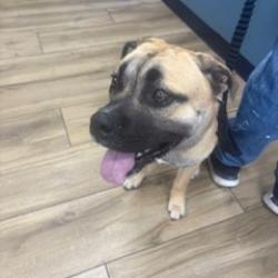 Shelter Stray Male Dog last seen , 124 Evergreen Ave, Newark, NJ 07114, USA