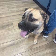 Shelter Stray Male Dog last seen , 124 Evergreen Ave, Newark, NJ 07114, USA