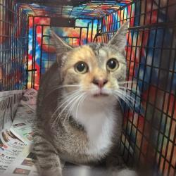 Shelter Stray Female Cat last seen , 124 Evergreen Ave, Newark, NJ 07114, USA