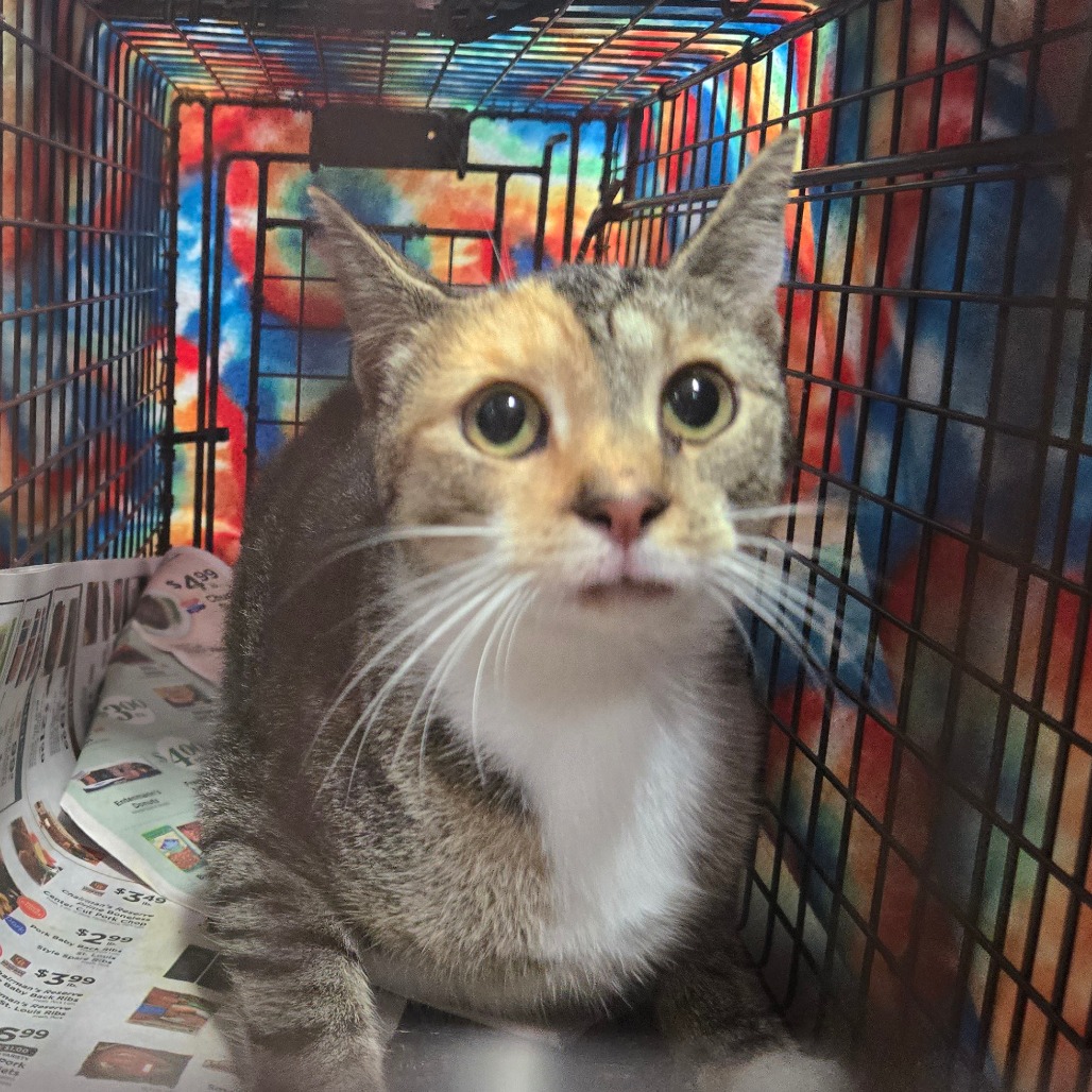 Shelter Stray Female Cat last seen , 124 Evergreen Ave, Newark, NJ 07114, USA