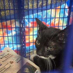 Shelter Stray Unknown Cat last seen , 124 Evergreen Ave, Newark, NJ 07114, USA