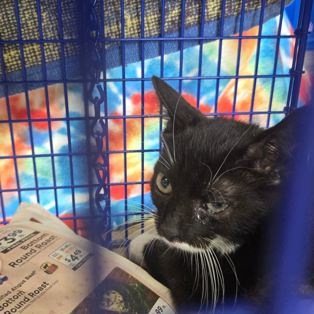 Shelter Stray Unknown Cat last seen , 124 Evergreen Ave, Newark, NJ 07114, USA
