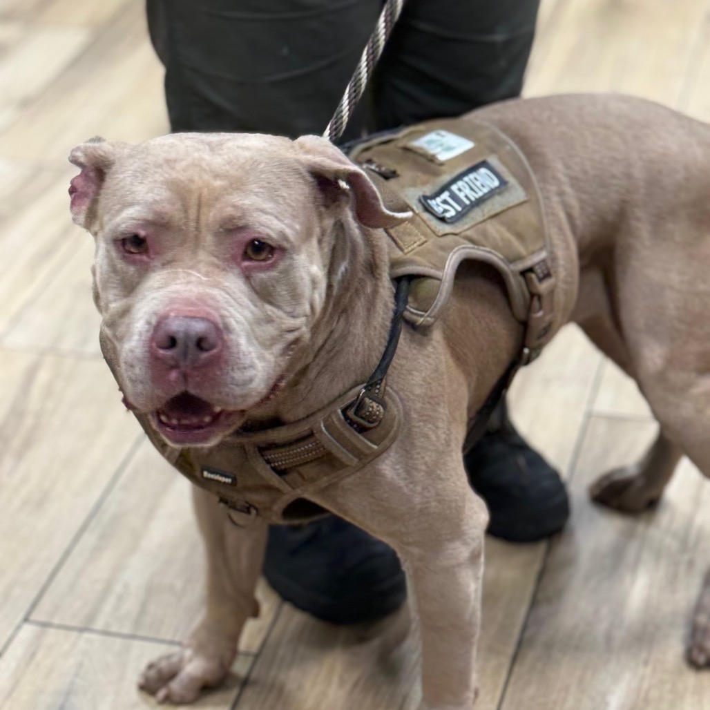 Shelter Stray Male Dog last seen , 124 Evergreen Ave, Newark, NJ 07114, USA