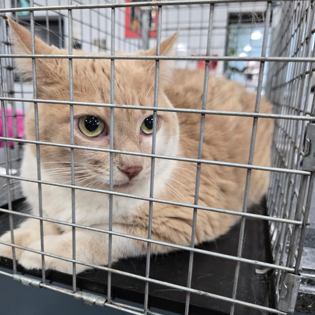 Shelter Stray Male Cat last seen , 124 Evergreen Ave, Newark, NJ 07114, USA