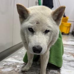 Shelter Stray Male Dog last seen , 124 Evergreen Ave, Newark, NJ 07114, USA
