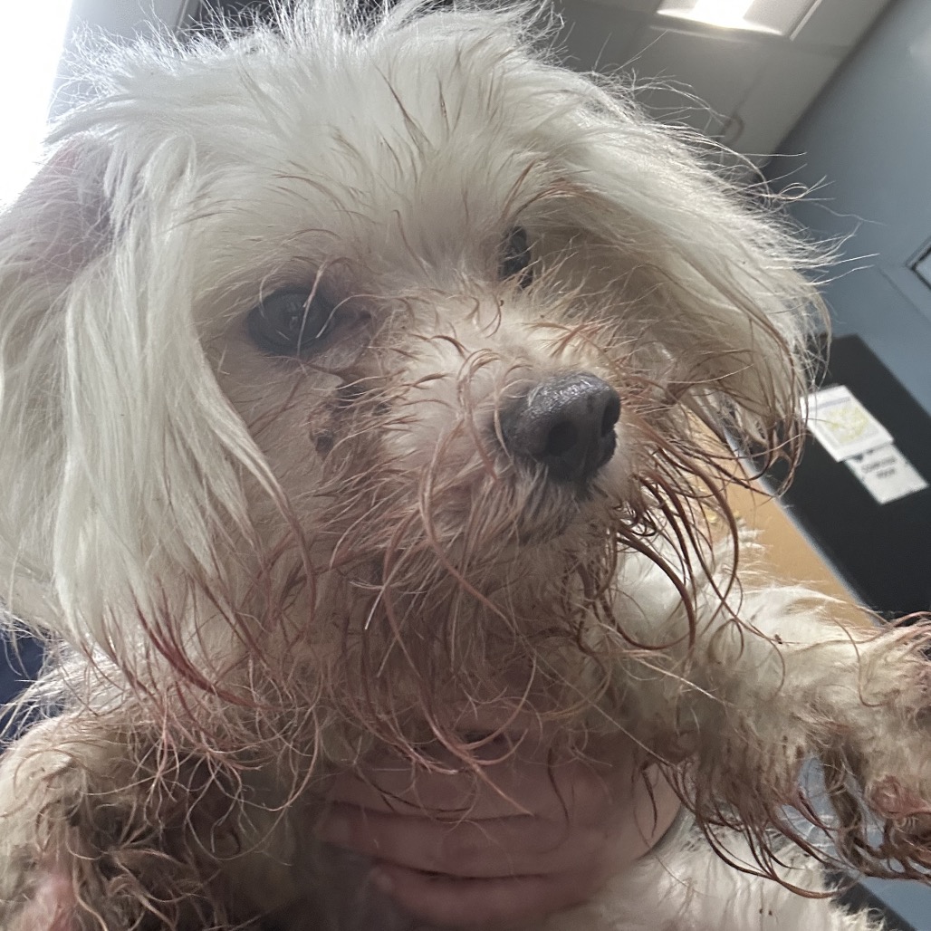 Shelter Stray Male Dog last seen , 124 Evergreen Ave, Newark, NJ 07114, USA