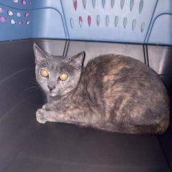 Shelter Stray Unknown Cat last seen , 124 Evergreen Ave, Newark, NJ 07114, USA