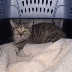 Shelter Stray Unknown Cat last seen , 124 Evergreen Ave, Newark, NJ 07114, USA