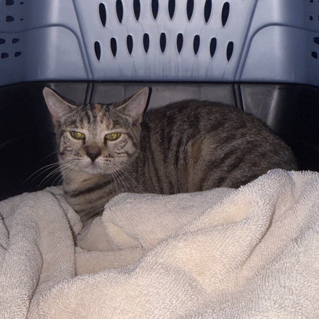 Shelter Stray Unknown Cat last seen , 124 Evergreen Ave, Newark, NJ 07114, USA