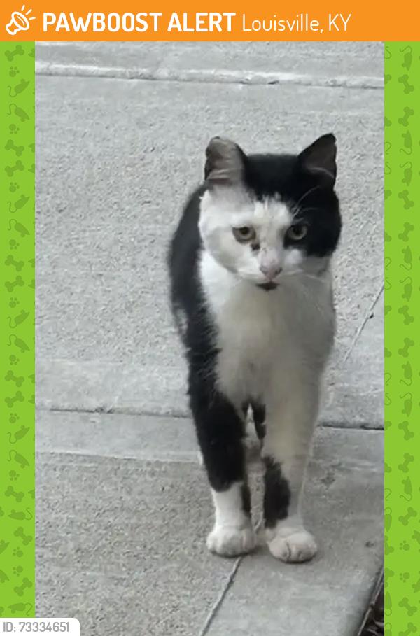 Found/Stray Unknown Cat last seen Cobblestone, Louisville, KY 40241