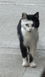 Found/Stray Unknown Cat last seen Cobblestone, Louisville, KY 40241