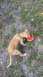 Lost Female Dog last seen Near Hollywood Blvd Hollywood, FL 33021 United States, Hollywood, FL 33021