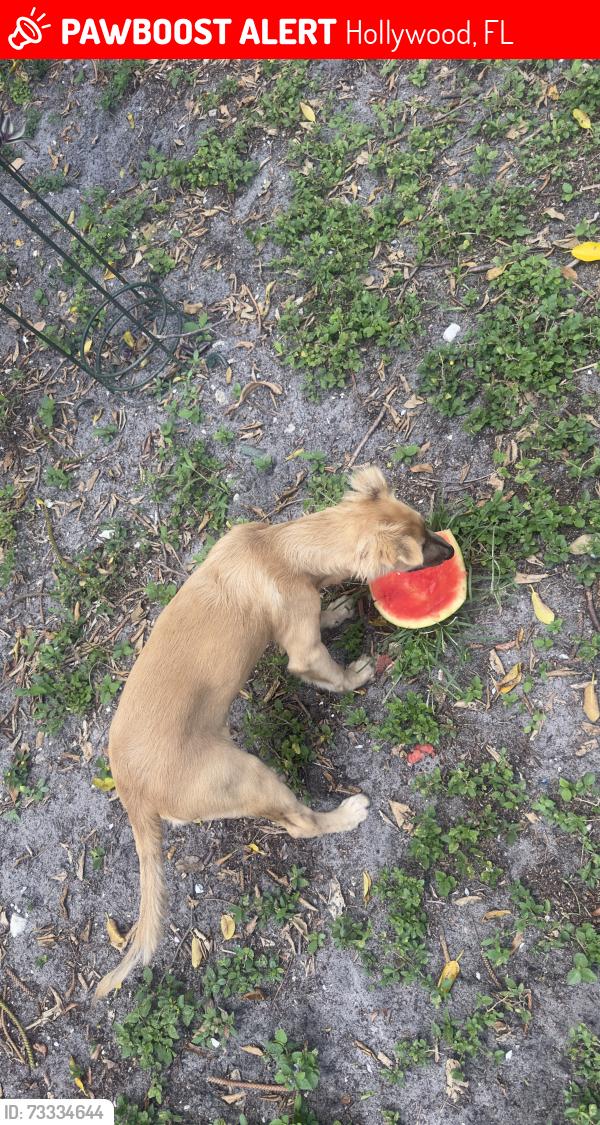 Lost Female Dog last seen Near Hollywood Blvd Hollywood, FL 33021 United States, Hollywood, FL 33021