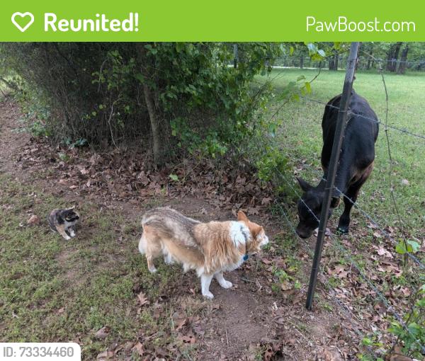 Reunited Female Dog last seen Blue Hole Road, Beebe, AR 72012