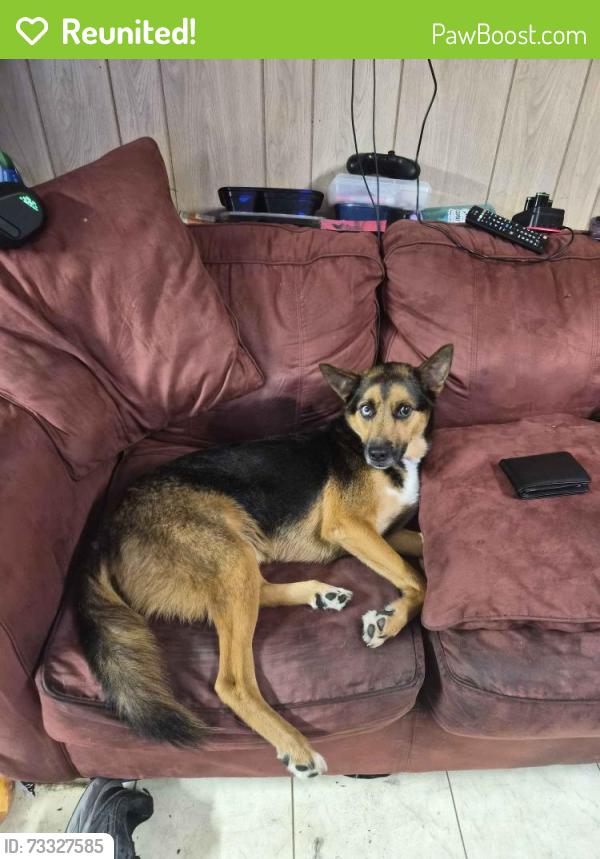 Reunited Male Dog last seen Eaton St, chasing deer in the woods., Lewiston, ME 04240