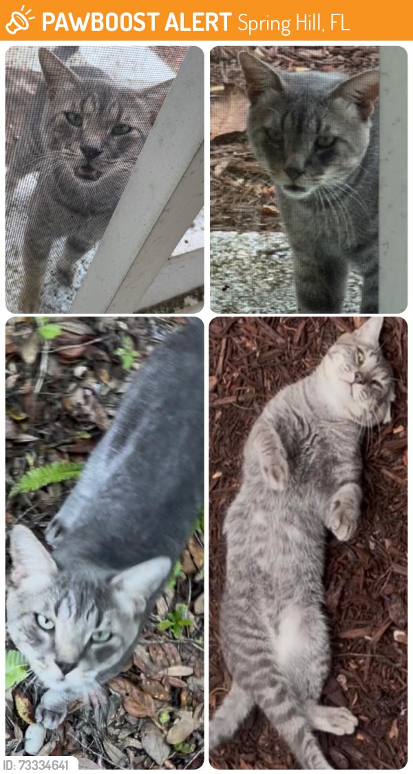Found/Stray Male Cat last seen Falmouth ct Spring Hill fl, Spring Hill, FL 34608