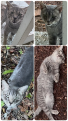 Found/Stray Male Cat last seen Falmouth ct Spring Hill fl, Spring Hill, FL 34608