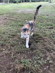 Found/Stray Female Cat last seen Emily Lane in Piedmont/Moonville, Piedmont, SC 29673