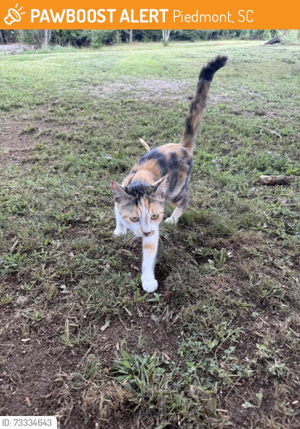 Found/Stray Female Cat last seen Emily Lane in Piedmont/Moonville, Piedmont, SC 29673