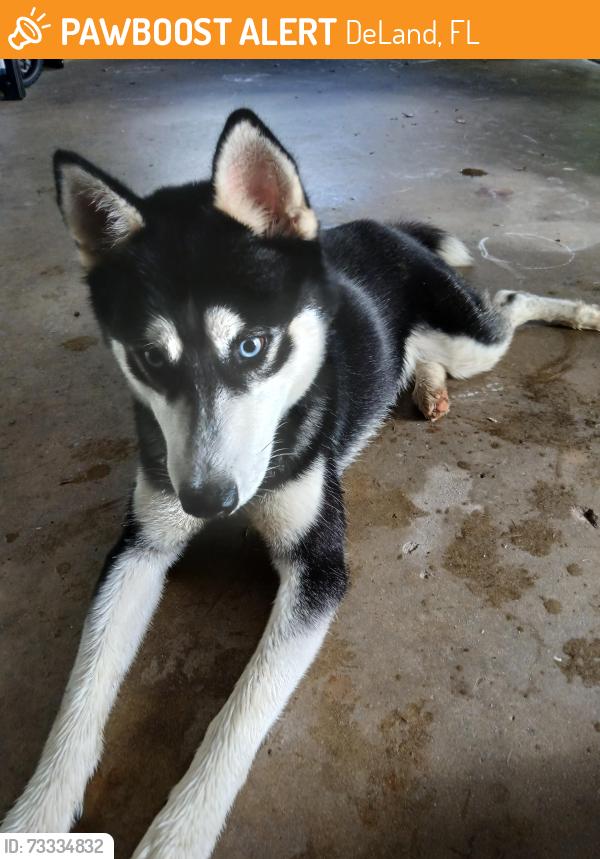 Found/Stray Male Dog last seen East University ave and Hill ave, DeLand, FL 32724