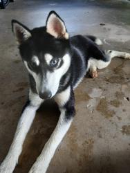Found/Stray Male Dog last seen East University ave and Hill ave, DeLand, FL 32724
