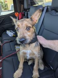 Found/Stray Female Dog last seen Avenida Maravilla and Tachevah, Cathedral City, CA 92234