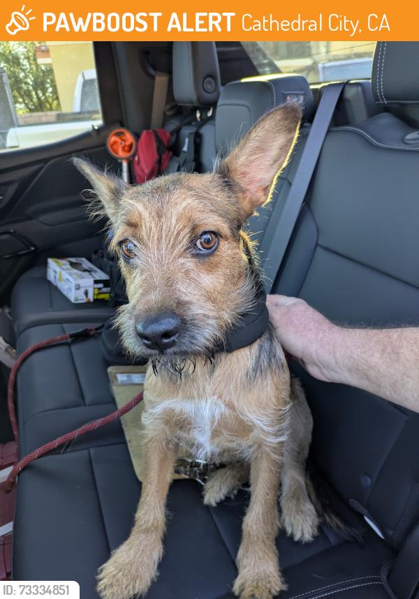Found/Stray Female Dog last seen Avenida Maravilla and Tachevah, Cathedral City, CA 92234