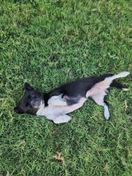Reunited Female Dog last seen Hercules street, Killeen, TX 76542