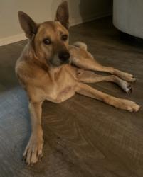 Reunited Male Dog last seen Gene Campbell, New Caney, TX 77357
