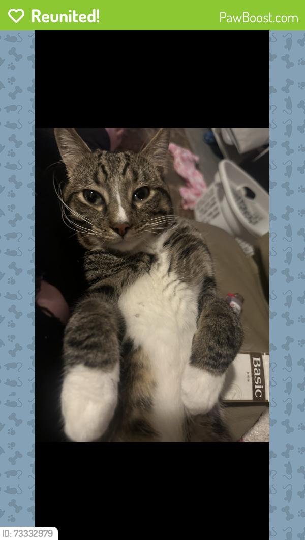 Reunited Male Cat last seen Massachusetts Ave and Sheridan Rd, Poland, OH 44514