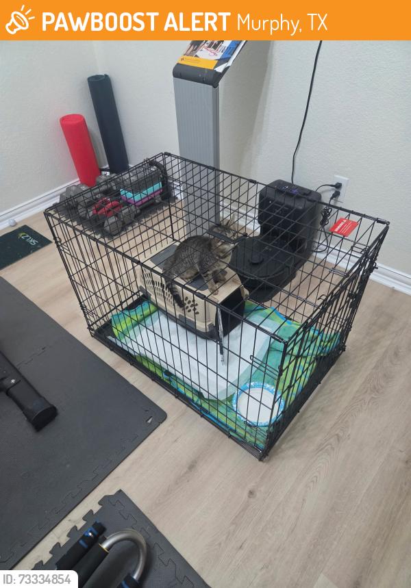 Found/Stray Unknown Cat last seen Methodist hosp Richardson, Murphy, TX 75094