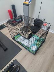 Found/Stray Unknown Cat last seen Methodist hosp Richardson, Murphy, TX 75094