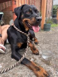 Found/Stray Unknown Dog last seen Ennis, Houston, TX 77004