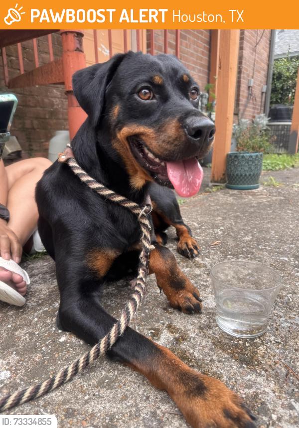 Found/Stray Unknown Dog last seen Ennis, Houston, TX 77004