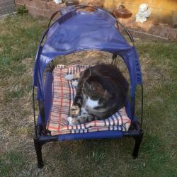 Lost Male Cat last seen Bilbie Green Keynsham, Keynsham, England 