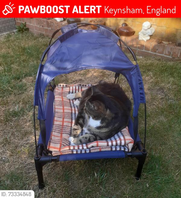 Lost Male Cat last seen Bilbie Green Keynsham, Keynsham, England 
