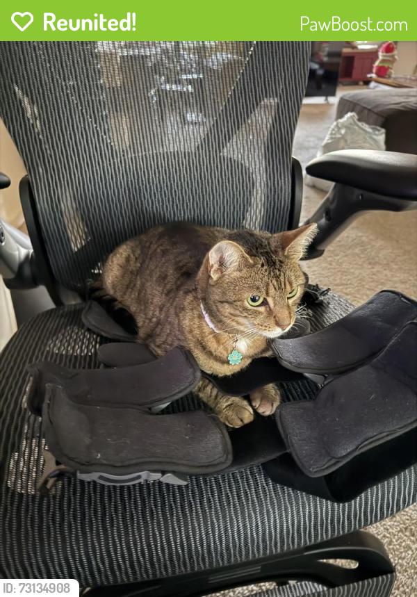Reunited Female Cat last seen Eagle mountain lake, Fort Worth/Saginaw, Fort Worth, TX 76179