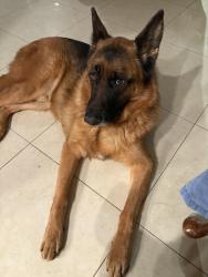 Reunited Male Dog last seen Campus, Upland, CA 91786