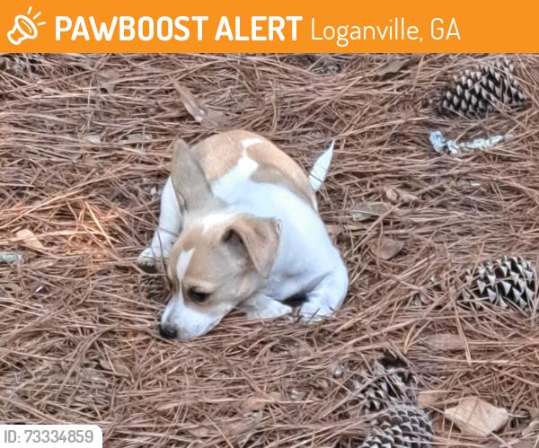 Found/Stray Unknown Dog last seen Neighborhood Willowwind Ct, Loganville, GA 30052