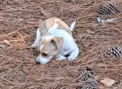 Found/Stray Unknown Dog last seen Neighborhood Willowwind Ct, Loganville, GA 30052