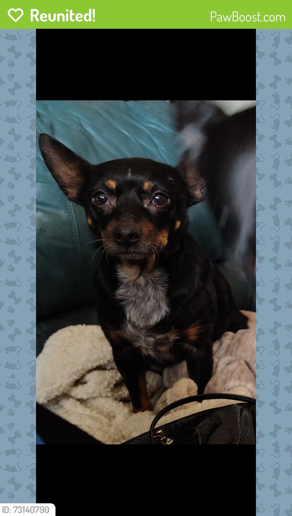 Reunited Female Dog last seen Haskell Pl and 72nd, Tulsa, OK 74115