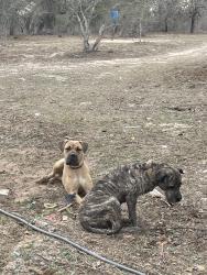 Lost Female Dog last seen 281S and big oak rd, San Antonio, TX 78264