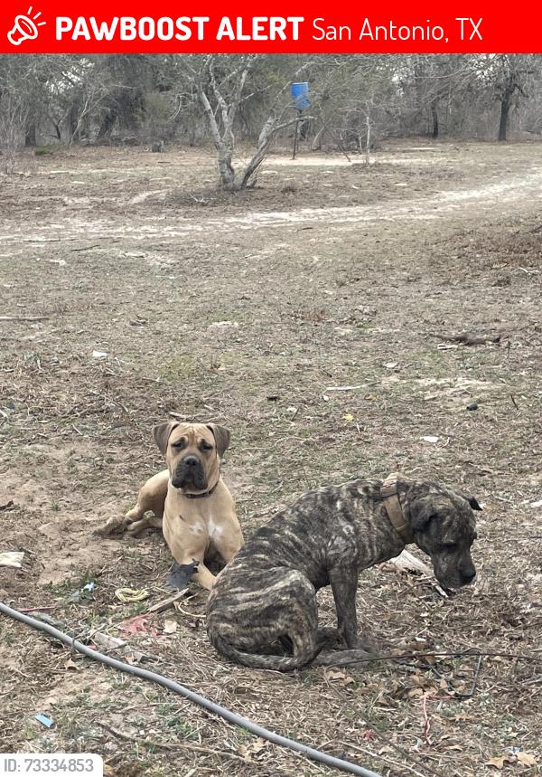 Lost Female Dog last seen 281S and big oak rd, San Antonio, TX 78264