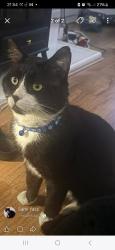 Lost Male Cat last seen Albion Drive, Droylsden, England 