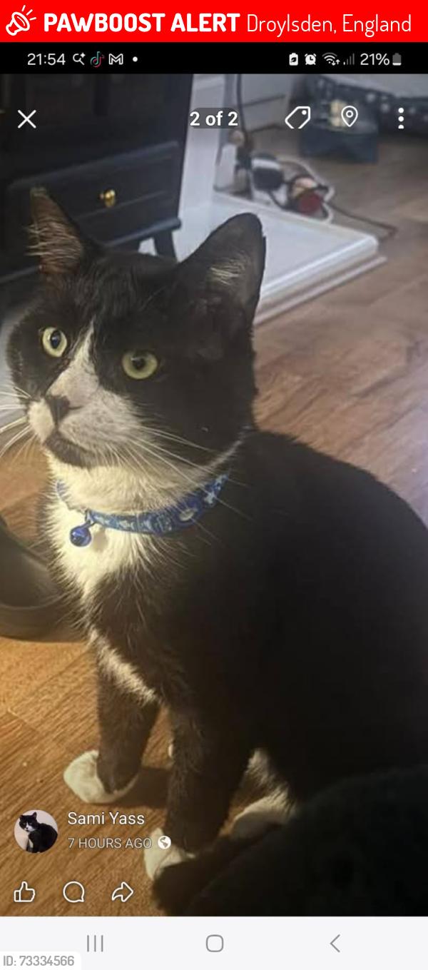 Lost Male Cat last seen Albion Drive, Droylsden, England 