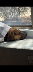 Reunited Male Dog last seen Brackenbury, Tucson, AZ 85746