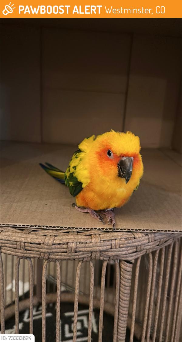 Found/Stray Male Bird last seen 80th and Federal, Westminster, CO 80031