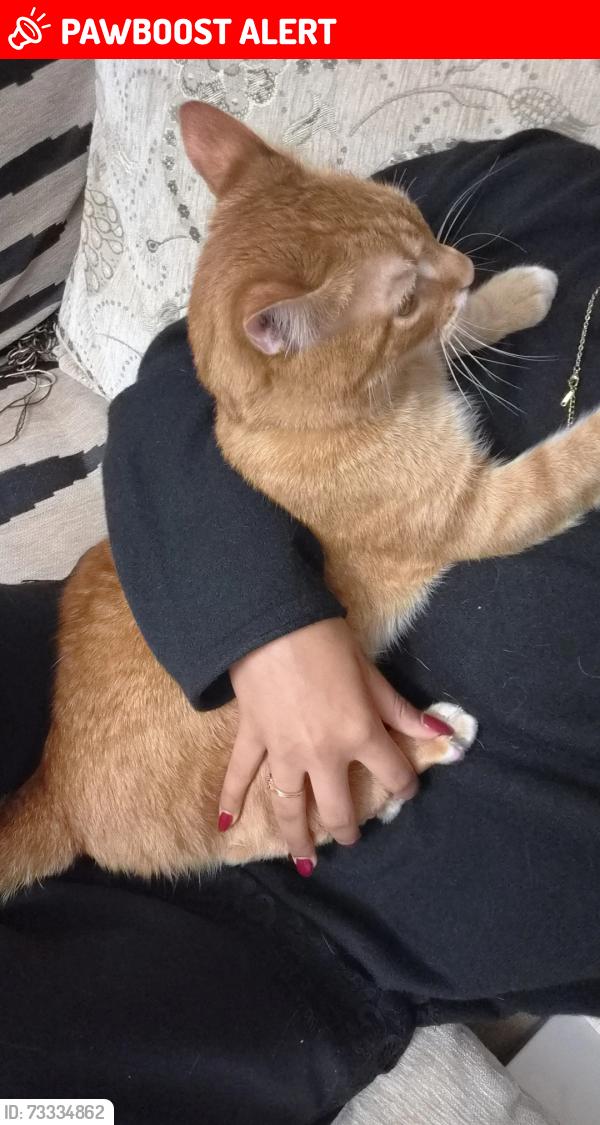 Lost Male Cat last seen Avenel pharmacy, Woodbridge Township, NJ 07001