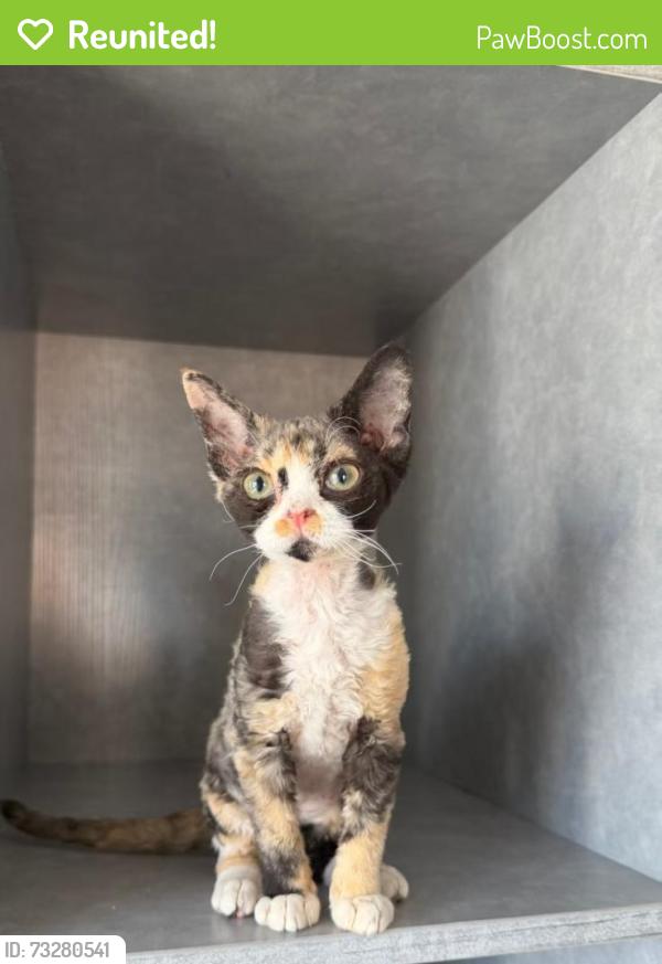 Reunited Female Cat last seen Cabrillo & Aragon ct, Los Angeles, CA 90291